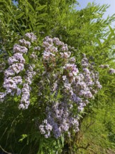 Narrow-leaved summer lilac, narrow-leaved butterfly bush (Buddleja alternifolia)