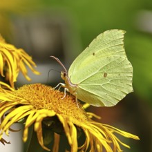 Lemon butterfly (Gonepteryx rhamny) on a yellow flower of a Great Telekie (Telekia speciosa), macro