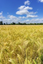 Grain field, in front of harvest, barley, near Bottrop-Kirchhellen, North Rhine-Westphalia, Germany
