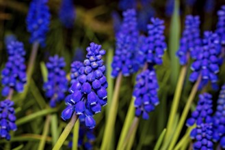 Purple grape hyacinths bloom in greenery and embody the freshness and vibrancy of spring, The grape