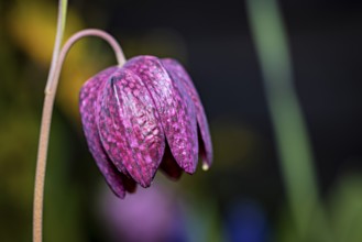 Close-up of a purple chess flower against a blurred background, The flower of the chess flower