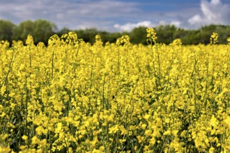 A flowering rape field under a cloudy sky with a blue background and green trees in spring,