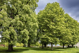Green trees in a meadow in a park under a cloudy sky, Some trees in Ega Park Erfurt