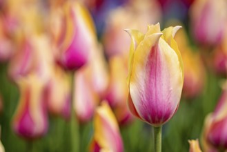Elegant bicoloured tulips with yellow and pink flowers in the spring garden, The flowering tulips
