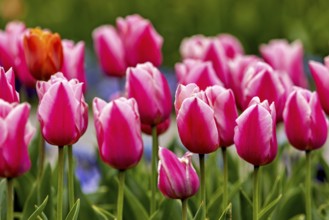 Delicate pink tulips in a harmonious spring meadow, The blooming tulips (Tulipa) in spring