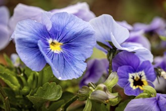 Vivid purple and blue pansies in full bloom in the garden, Flowering purple pansies (Viola)