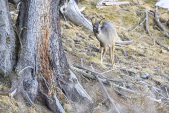 Roe deer (Capreolus capreoöus) Germany