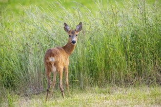 Roe deer (Capreolus capreoöus) Goat Germany