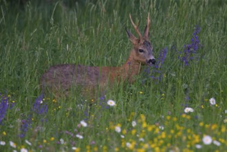 Roe deer (Capreolus capreoöus) Buck Germany