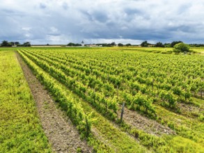 Fields and Grape plantations from a drone, Saint-Clement-des-Baleines, Atlantic, France