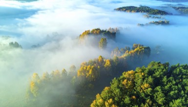 Mystical foggy landscape in autumn, colorful forest with fog in an aerial drone view, AI generated