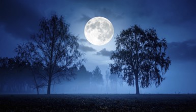 Mystical foggy landscape in autumn, colorful trees in fog, misty mood nature atmosphere, AI