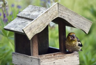 Hawfinch (Coccothraustes coccothraustes) Chicks at the birdhouse