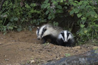 Badger (Merles merles) on a building site, Wittlich, Rhineland-Palatinate, Germany