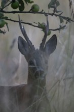 Roebuck in the vineyard in summer, Wittlich, Rhineland-Palatinate, Germany