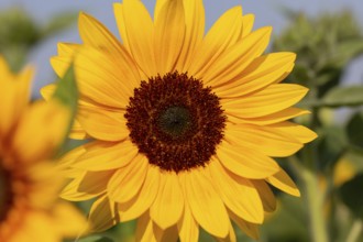 Close-up of a sunflower