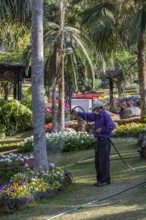 Laborer watering plants at Mae Fah Luang Gardens within the Doi Tung tourist attraction in Chiang