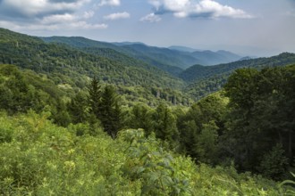Hazy Blue Ridge Mountains in the distance behind evergreen trees near Clingman's Dome in Tennessee