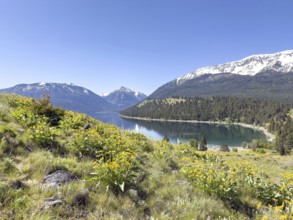 Mountain lake with flowers in front of blue sky and snow-capped mountains, Wallowa Lake, Joseph,