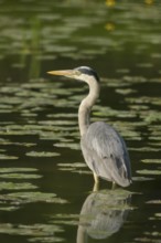 Grey heron (Ardea cinerea), water, hunting, Lower Austria