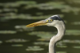 Grey heron (Ardea cinerea), water, portrait, Lower Austria