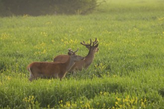 Red deer (Cervus elaphus), velvet antlers, field, meadow, light fog, Lower Austria