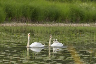 Mute swans (Cygnus olor), juveniles, water, Lower Austria