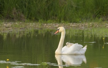 Mute swan (Cygnus olor), juvenile, water, Lower Austria