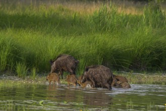 Wild boar (Sus scrofa), young animals, water, Lower Austria