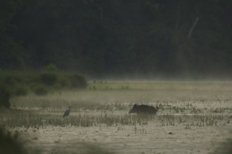 Wild boar (Sus scrofa), grey heron (Ardea cinerea), water, light fog, morning mood, Lower Austria)