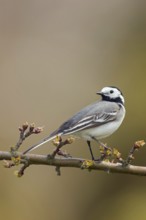 In spring... White wagtail (Motacilla alba) on the branch of a sprouting cherry, side view, looking