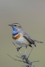 Beautiful to look at... White-starred bluethroat (Luscinia svecica), Central European, native