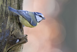 Small and quierly... Blue tit (Cyanistes caeruleus), sitting on a tree, rear view showing the