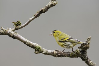 Siskin (Spinus spinus), male bird in breeding plumage, splendid plumage, sitting on the dry branch