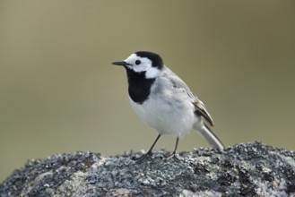 Black and white bird... Pied Wagtail (Motacilla alba), generally known, conspicuous bird species,