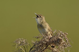 Conspicuous song... Field warbler (Locustella naevia) in spring, sings its song at the top of its
