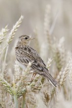 In the ripe wheat... Skylark (Alauda arvensis) looks around, typical character bird of the field