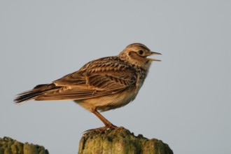 Early morning lark song... Skylark (Alauda arvensis) sings its beautiful song from an old weathered
