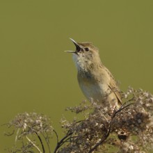 Sounds like a sewing machine... Field warbler (Locustella naevia) in spring, sings its song at the