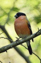 Quite natural... Bullfinch, also called bullfinch (Pyrrhula pyrrhula) sits in the bushes, splendid