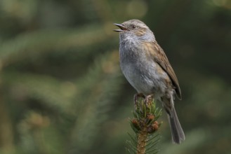 Bird song... Dunnock (Prunella modularis) in spring, singing high up on a fir tree top, native