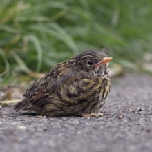 Fledgling... Dunnock (Prunella modularis), not yet fledged chick has left nest, sits seemingly