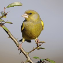 In the home garden... Greenfinch (Carduelis chloris), common, native songbird species, also likes