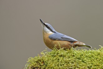 In typical pose... Nuthatch (Sitta europaea) attentively observing its surroundings, typical