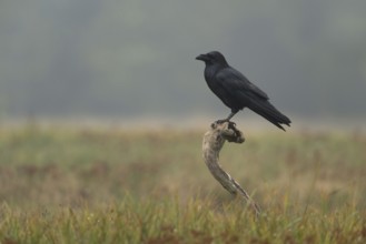 On observation post... Raven (Corvus corax), largest native raven in its natural habitat,