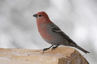 Beautiful to look at... Hooked Finch (Pinicola enucleator), male in ruby-red plumage sitting on a
