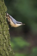 Typical nuthatch pose... European nuthatch (Sitta europaea) in typical nuthatch pose, sitting