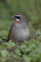 White eyebrows... Ruby-throated Robin (Luscinia calliope), male, male songbird in splendid plumage,