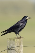 Shimmering blue plumage... Raven (Corvus frugilegus) sitting on a fence post, North