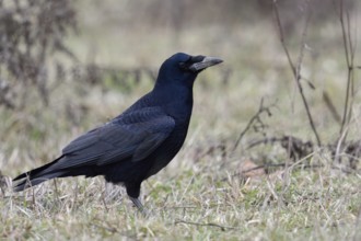 In typical surroundings... Rook (Corvus frugilegus) sitting on the ground in winter, rooks belong